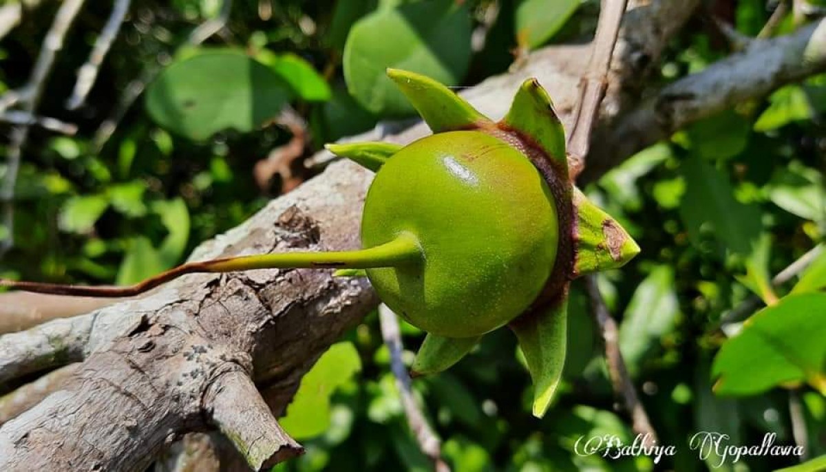 Sonneratia caseolaris (L.) Engl.